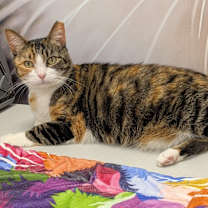 Thumbnail photo of Matcha #3