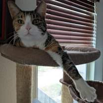 Thumbnail photo of Matcha #4