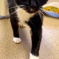 Thumbnail photo of Mr. Meowgi #1