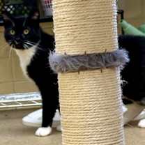 Thumbnail photo of Mr. Meowgi #2