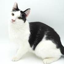 Thumbnail photo of Stanley #3