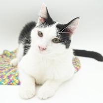 Thumbnail photo of Stanley #4