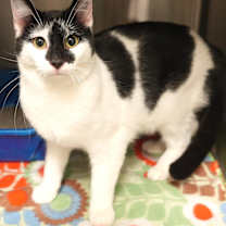 Thumbnail photo of Spike #3