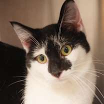 Thumbnail photo of Spike #4