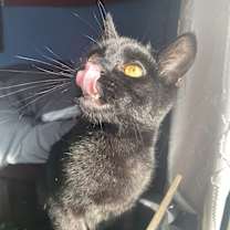Thumbnail photo of Lucifer #1
