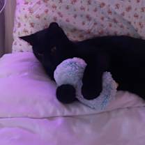 Thumbnail photo of Lucifer #4