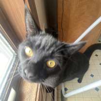 Thumbnail photo of Lucifer #2