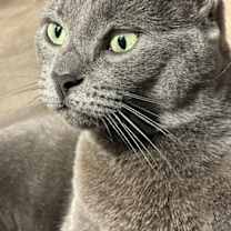 Thumbnail photo of Lupine #2