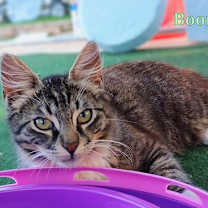 Thumbnail photo of Boone #4