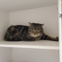 Thumbnail photo of Butler #1