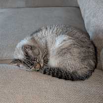 Thumbnail photo of Snowball #2