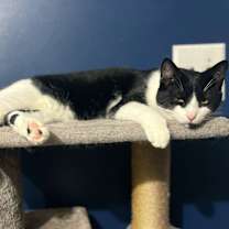 Thumbnail photo of Rolo #2