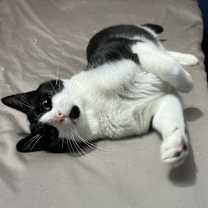 Thumbnail photo of Rolo #3