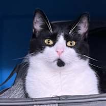 Thumbnail photo of Rolo #4