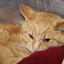 Thumbnail photo of Pilot (Photos April 2025) #2