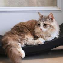 Thumbnail photo of Blanche #2