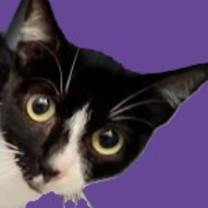 Thumbnail photo of Ivy #3