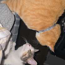 Thumbnail photo of Luna #2