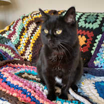 Thumbnail photo of Kitty #1