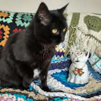 Thumbnail photo of Kitty #2