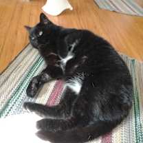 Thumbnail photo of Kitty #3