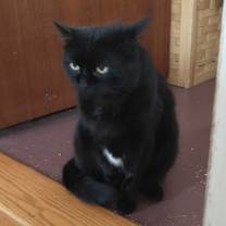 Thumbnail photo of Kitty #4