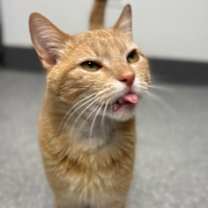 Thumbnail photo of Papaya #2