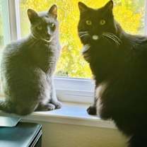 Thumbnail photo of Wendy & Tinkerbel #3