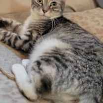 Thumbnail photo of Noel #1