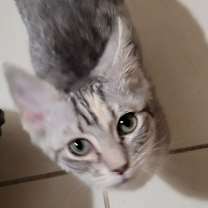 Thumbnail photo of Noel #3