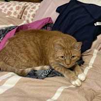 Thumbnail photo of Zeb #2