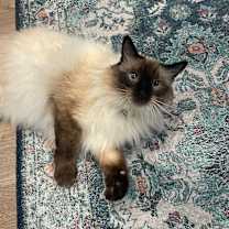 Thumbnail photo of Lady Dumpling #1