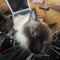 Thumbnail photo of Lady Dumpling #4