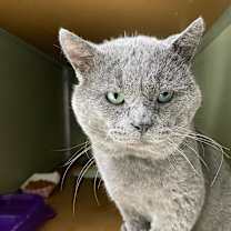 Thumbnail photo of Nimbus #2