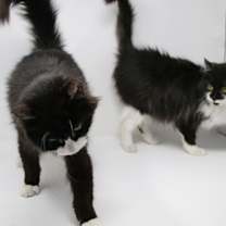 Thumbnail photo of Suni #4
