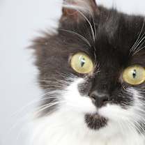 Thumbnail photo of Paul #4