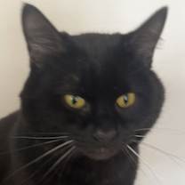 Thumbnail photo of Dewey #2