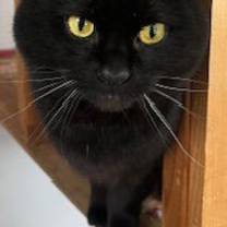 Thumbnail photo of Dewey #3