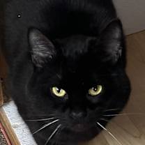 Thumbnail photo of Dewey #4