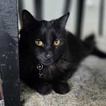 Thumbnail photo of Binx #1