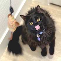 Thumbnail photo of Binx #2