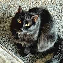 Thumbnail photo of Binx #3