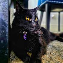 Thumbnail photo of Binx #4