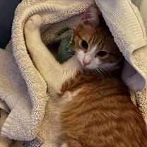 Thumbnail photo of Princess #3