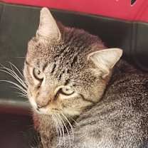 Thumbnail photo of FENNEC #1