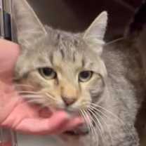 Thumbnail photo of FENNEC #2