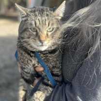 Thumbnail photo of FENNEC #4