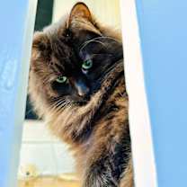 Thumbnail photo of GIRLFRIEND & TACO - Offered by Owner - Bonded #1