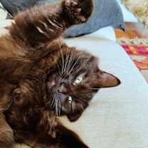 Thumbnail photo of GIRLFRIEND & TACO - Offered by Owner - Bonded #2