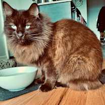 Thumbnail photo of GIRLFRIEND & TACO - Offered by Owner - Bonded #3